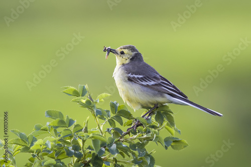 yellow Wagtail with insect in its beak