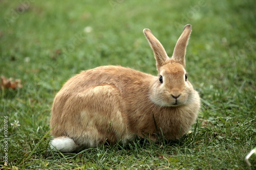 Coniglio che guarda photo