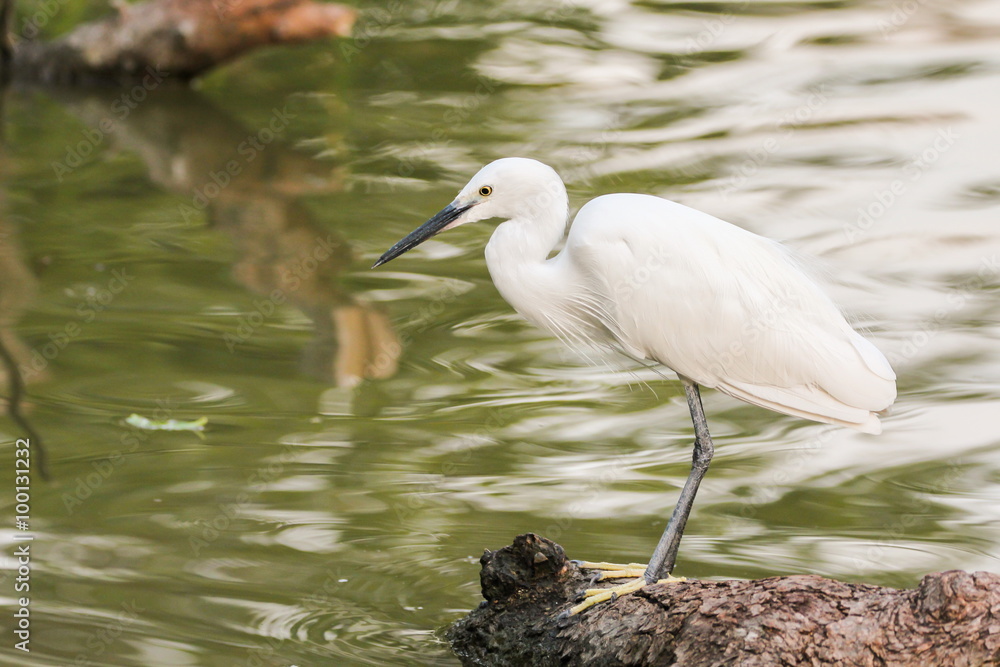 Little Egret, Bird Little Egret, Bird