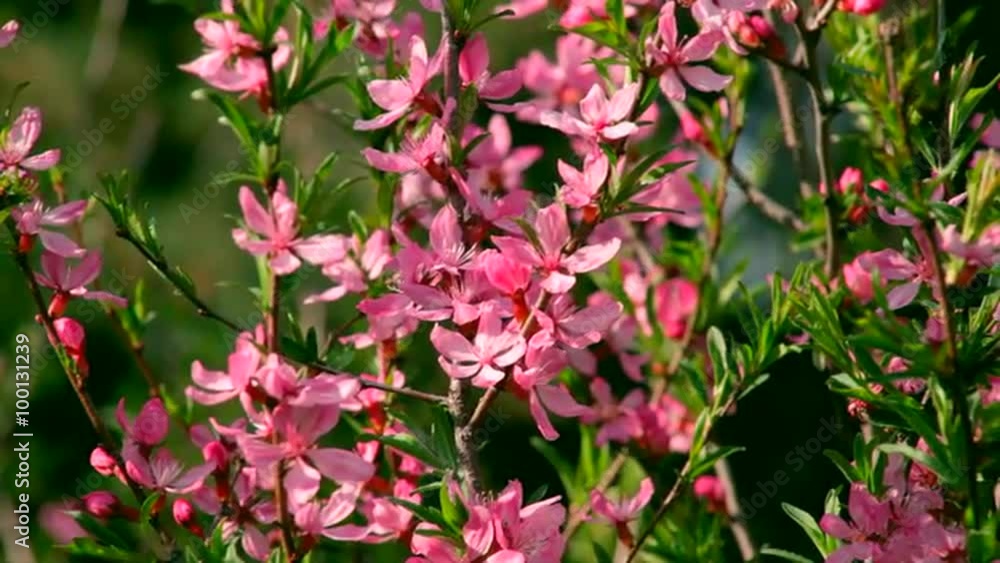 Sunlit almond branches with pink blossom and new tiny green leaves, waving on spring light wind. Revival of nature after cold winter. Cheering spirit in beautiful and meditative full HD. Sunlit almond branches with pink blossom and new tiny green leaves, waving on spring light wind. Revival of nature after cold winter. Cheering spirit in beautiful and meditative full HD.