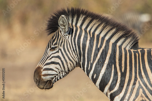 Zebra  Kruger park  South Africa