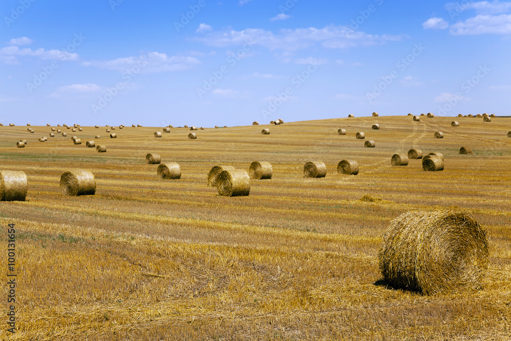 Fototapeta premium straw stack. harvesting