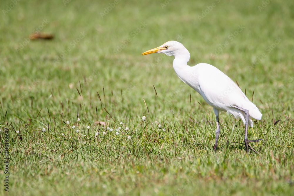 Intermediate Egret (Mesophoyx Intermedia), Bird Intermediate Egret (Mesophoyx Intermedia), Bird