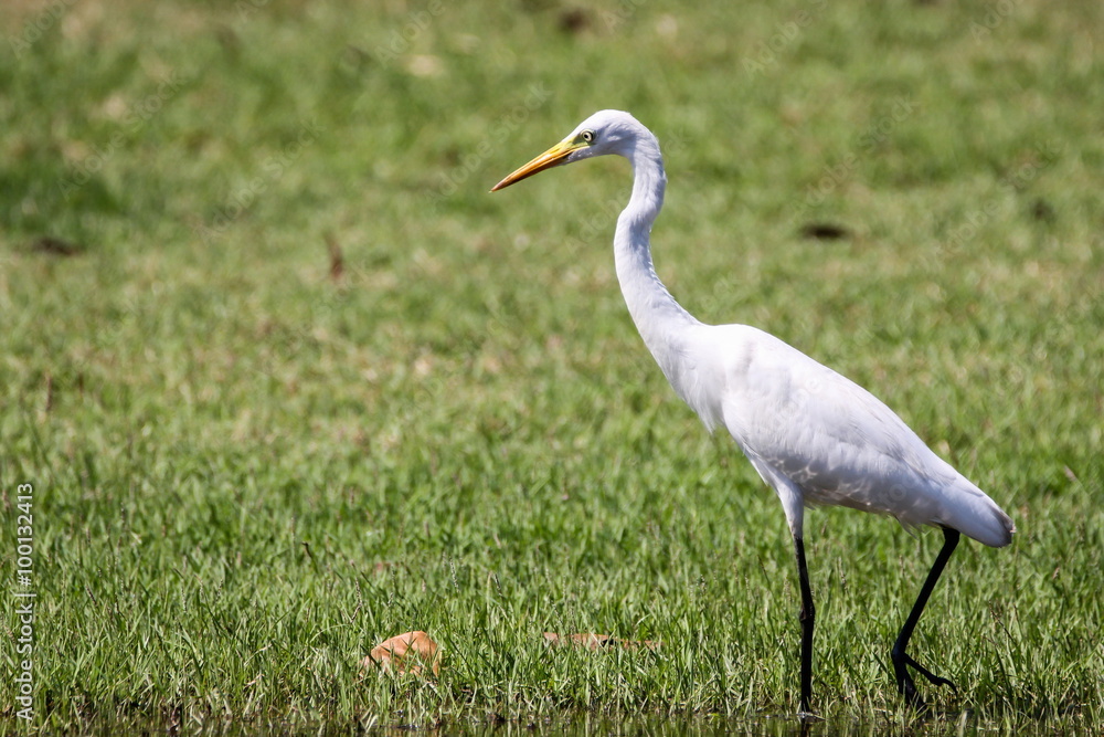 Intermediate Egret (Mesophoyx Intermedia), Bird Intermediate Egret (Mesophoyx Intermedia), Bird