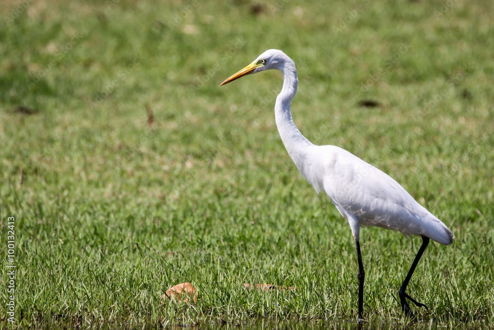 Intermediate Egret (Mesophoyx Intermedia), Bird