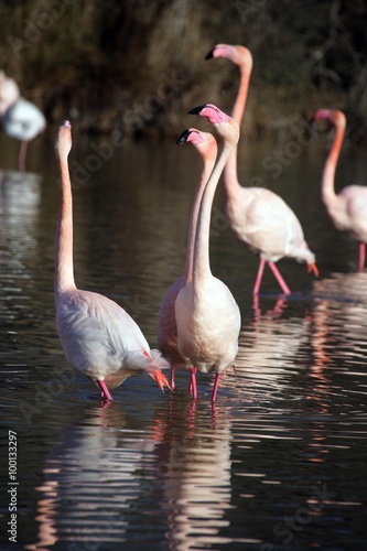 Fenicotteri in uno stagno in Camargue