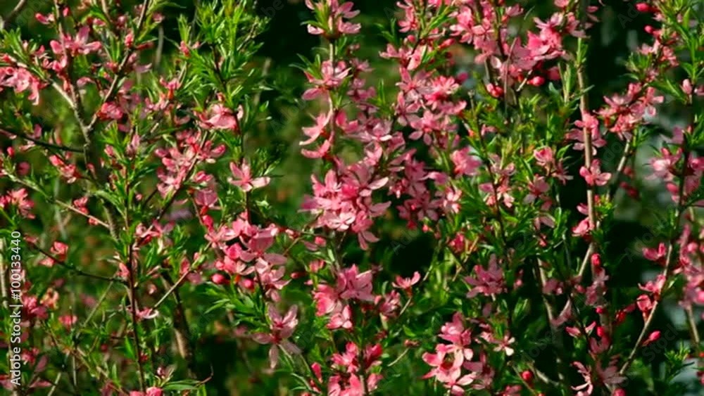 Sunlit almond bush with pink blossom and new tiny green leaves, waving on spring light wind. Revival of the nature after cold winter. Cheering spirit in the beautiful and meditative dslr footage. Sunlit almond bush with pink blossom and new tiny green leaves, waving on spring light wind. Revival of the nature after cold winter. Cheering spirit in the beautiful and meditative dslr footage.