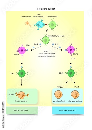 suddivisione delle cellule Th (T helper) in sottocategorie, Th1 e Th2