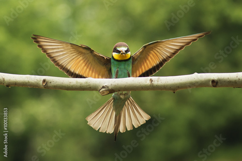 European Bee eater in flight © kanuaq