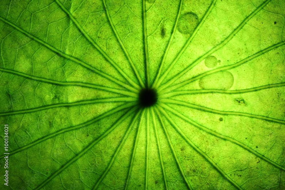 abstract transparent of lotus leaf vein abstract transparent of lotus leaf vein