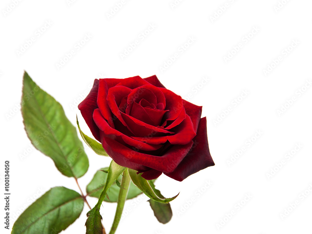 Naklejka premium Fresh Red rose