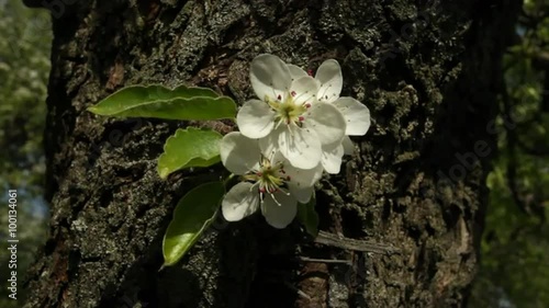 Small pear sprig with blossom truss and new green leaves, shaking in spring light wind, on tree trunk with rough bark. Revival of nature after cold winter in HD footage.
