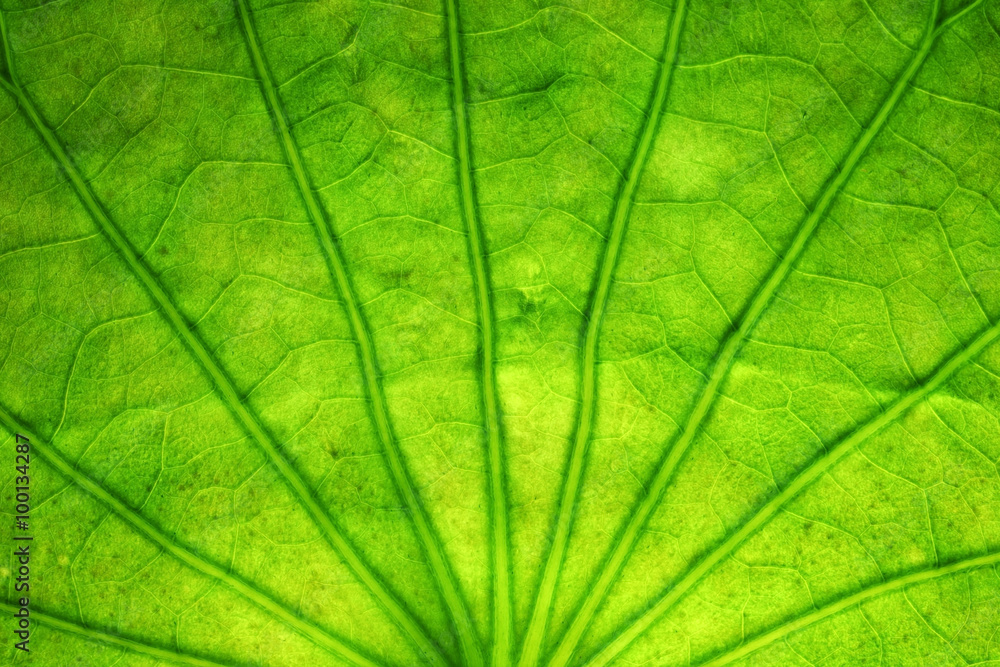 abstract transparent of lotus leaf vein abstract transparent of lotus leaf vein