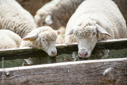 Mutterschaf mit Lamm am trinken