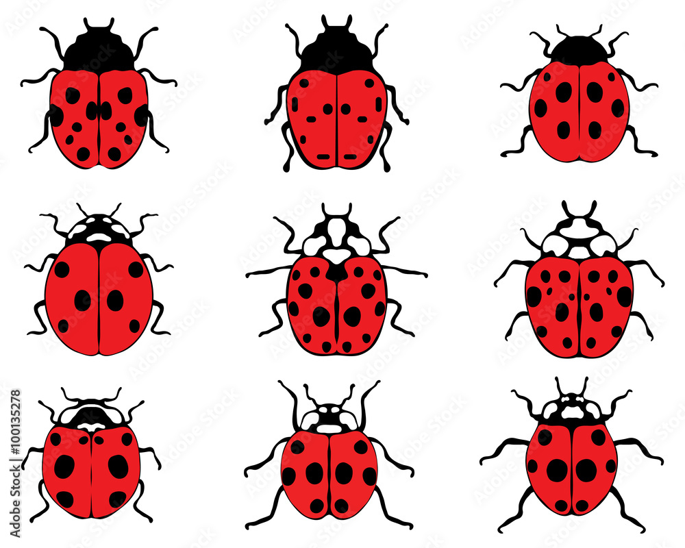 Fototapeta premium Set of different red ladybugs, vector illustration