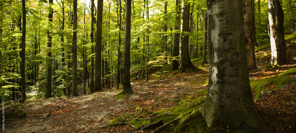 Obraz premium autumn beech forest 