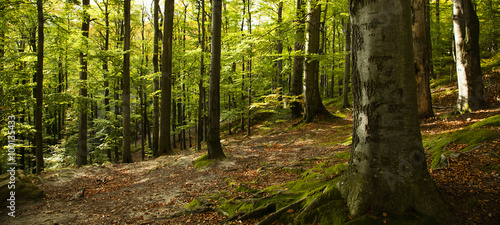 Fototapeta Naklejka Na Ścianę i Meble -  autumn beech forest  