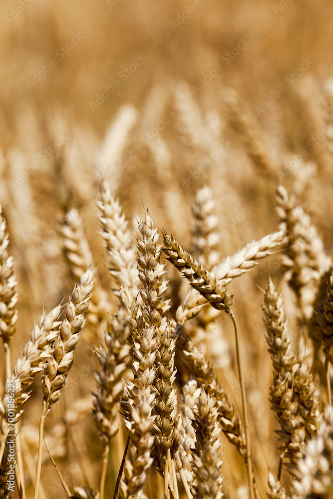ripe wheat close-ups.