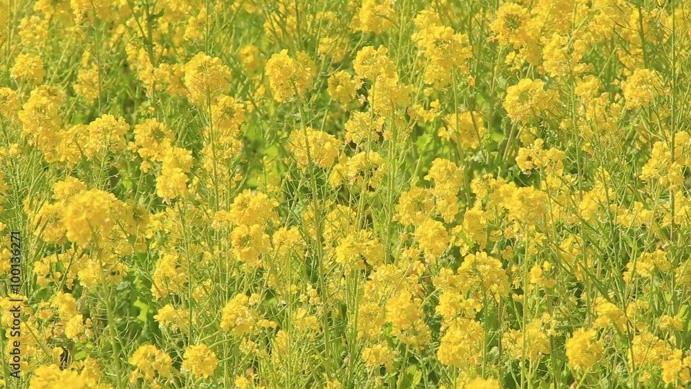 菜の花畑 菜の花畑
