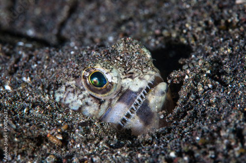 Lizardfish Camouflaged in Black Sand