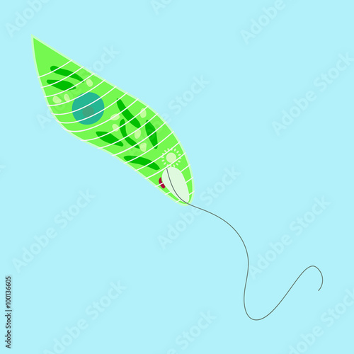 euglena - single-celled organism