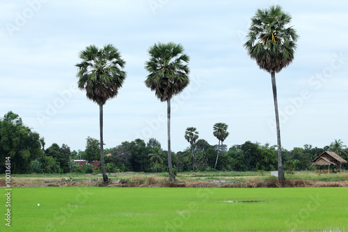 sugar palm tree with rural landscape