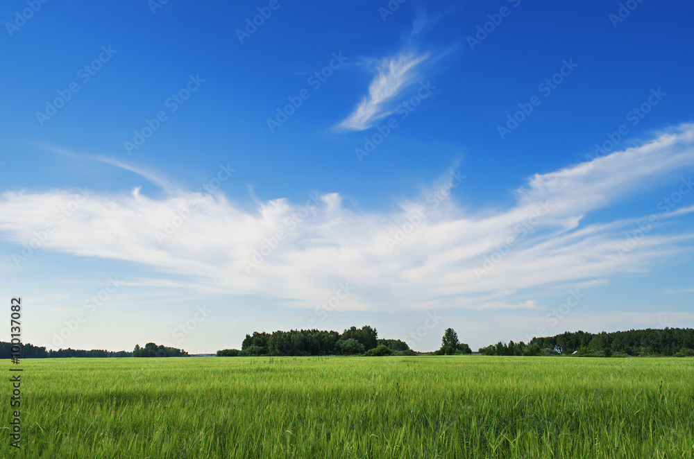 Summer landscape Summer landscape