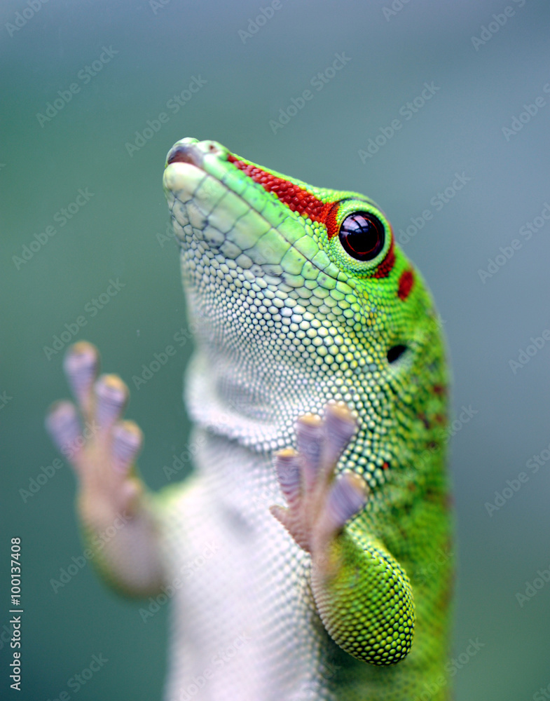 Fototapeta premium Madagaskar Taggecko