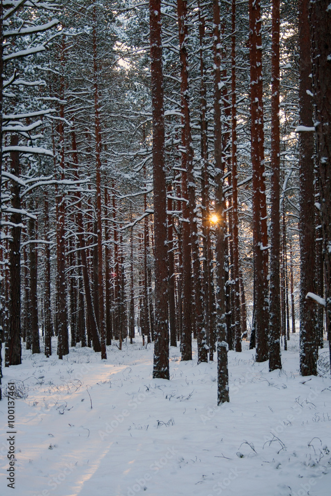 Sunset in winter pine forest Sunset in winter pine forest