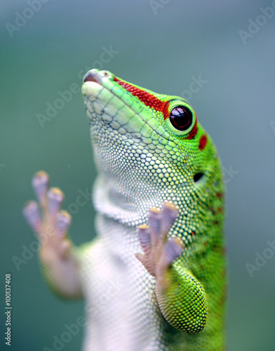  Madagaskar Taggecko