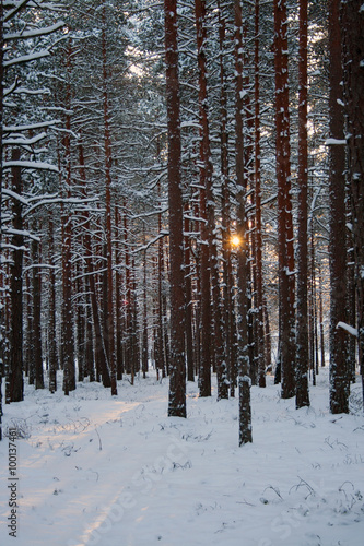 Sunset in winter pine forest 