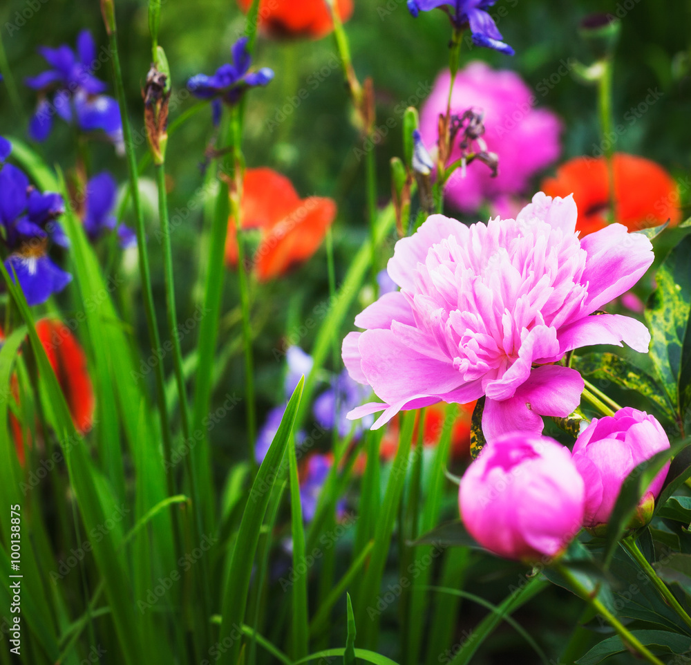 Obraz premium Pink peonies