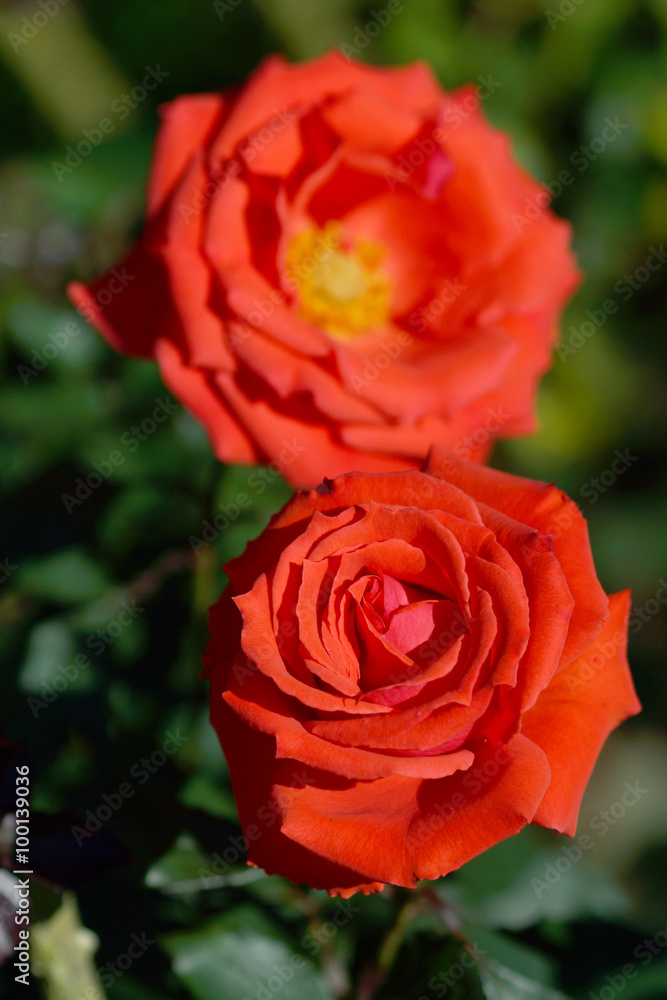 Red roses close up. Red roses close up.