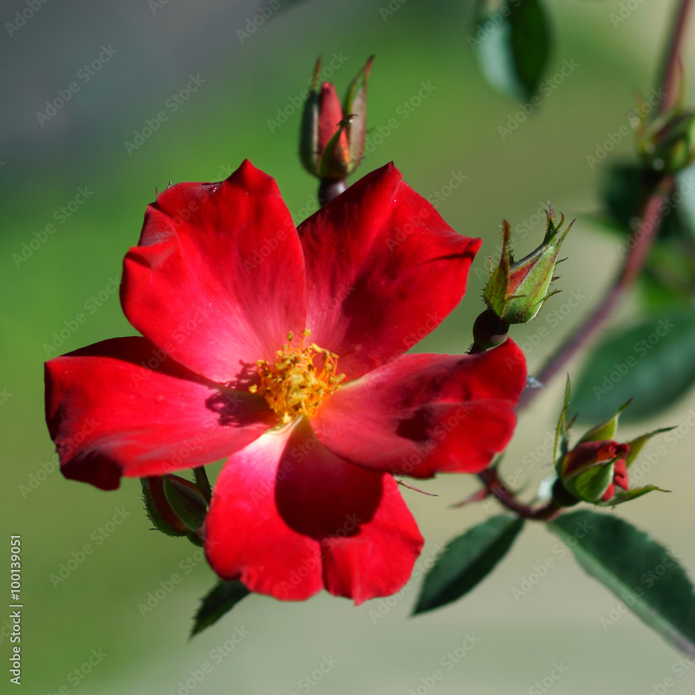 Obraz premium Red roses close up.