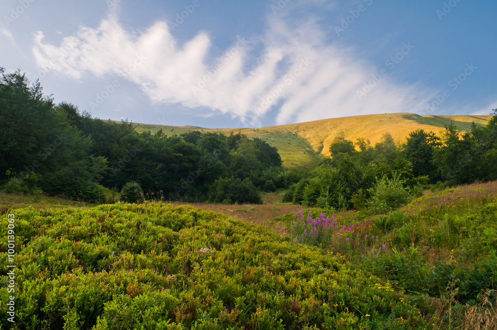 Summer mountain landscape with blueberry bushes and flowers will