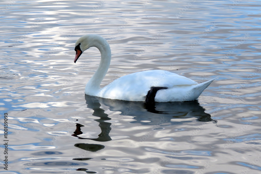 Fototapeta premium A Swan gliding on the mere at Hornsea, East Yorkshire UK