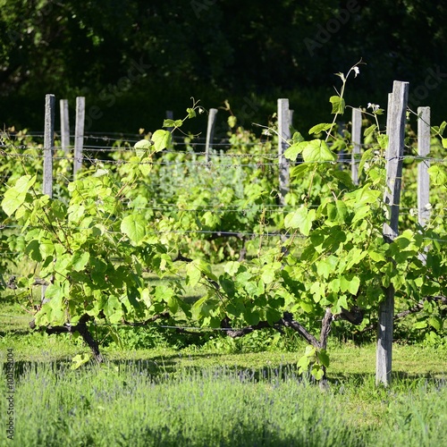Italian Vineyards - Valpolicella Wine