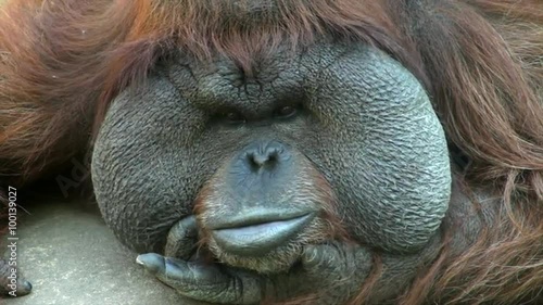 Mobile eyes and lips of an orangutan male, chief of a monkey family. Human expression on macro face of the great ape. Amazing beauty of the wildlife in the HD footage close up.
 photo