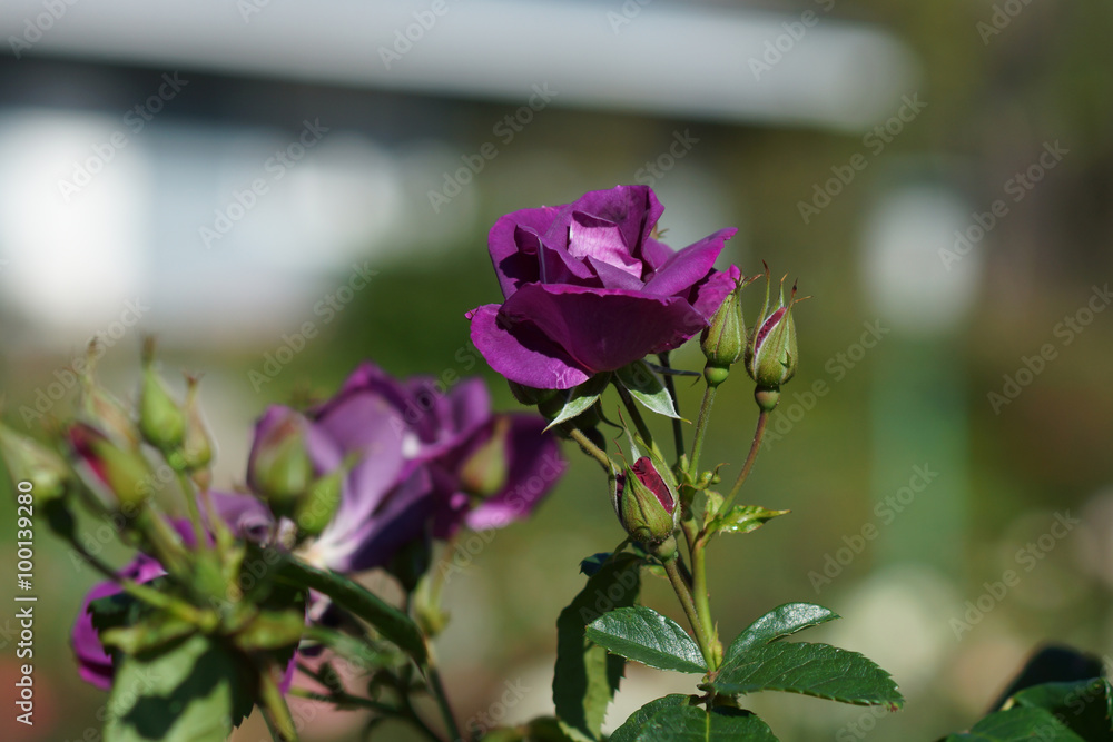 New Rose Introductions from Chamblee Rose Nursery - Blue For You New Rose Introductions from Chamblee Rose Nursery - Blue For You