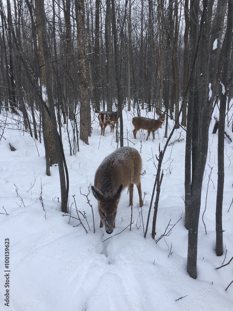 Fototapeta premium wild life