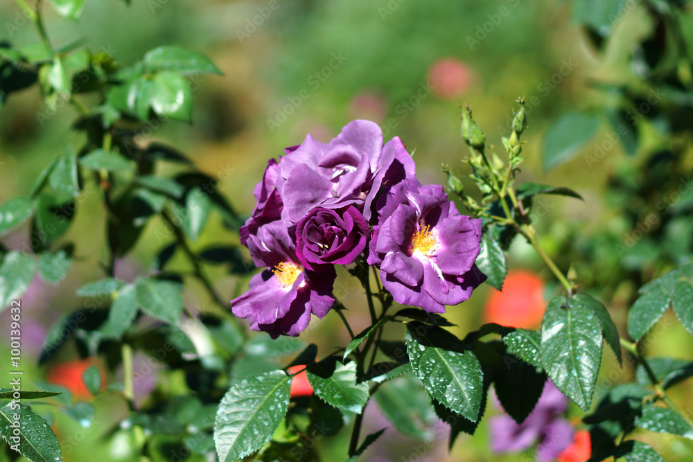 New Rose Introductions from Chamblee Rose Nursery - Blue For You New Rose Introductions from Chamblee Rose Nursery - Blue For You