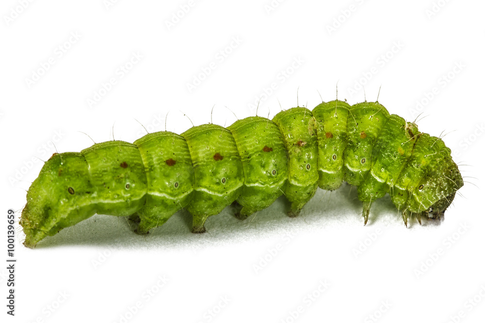 Naklejka premium A close up of the green caterpillar, isolated on the white backg