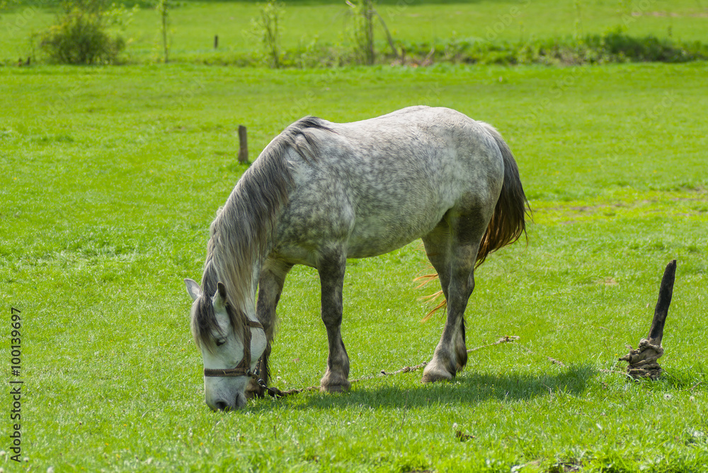 Dappled mare grazing fresh herbs on a spring pasture Dappled mare grazing fresh herbs on a spring pasture