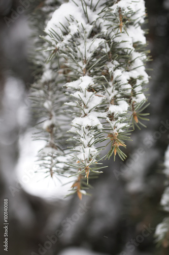 branches of a Christmas tree covered with snow and cone natural winter 