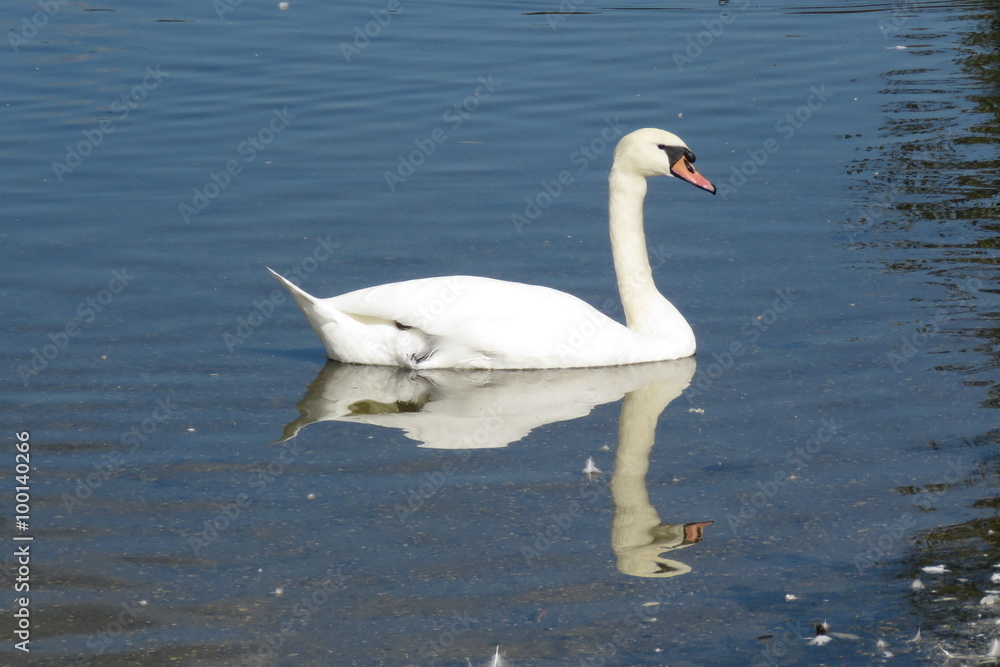 A Swan gliding on the mere at Hornsea, East Yorkshire UK
