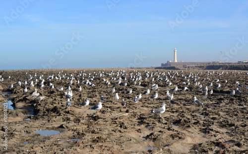 Rabat, Morocco - December 26, 2015: Seagulls on coast of the Atlantic ocean, Rabat