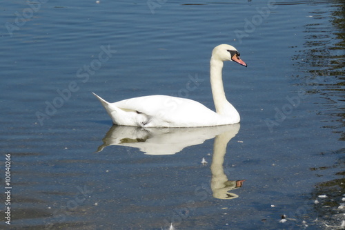 A Swan gliding on the mere at Hornsea  East Yorkshire UK  