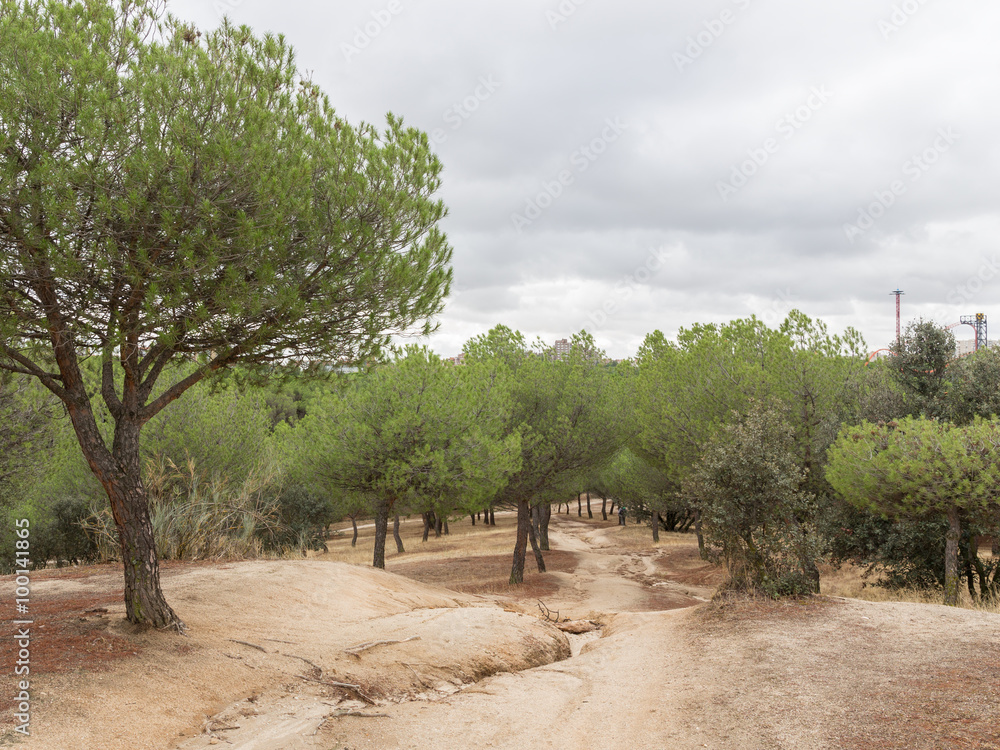 Fototapeta premium Spanish park Casa de Campo, Madrid