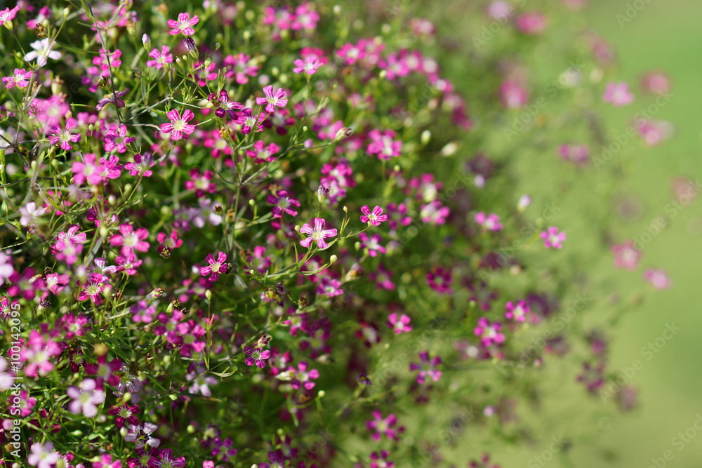 Closeup gypsophila flower. Closeup gypsophila flower.