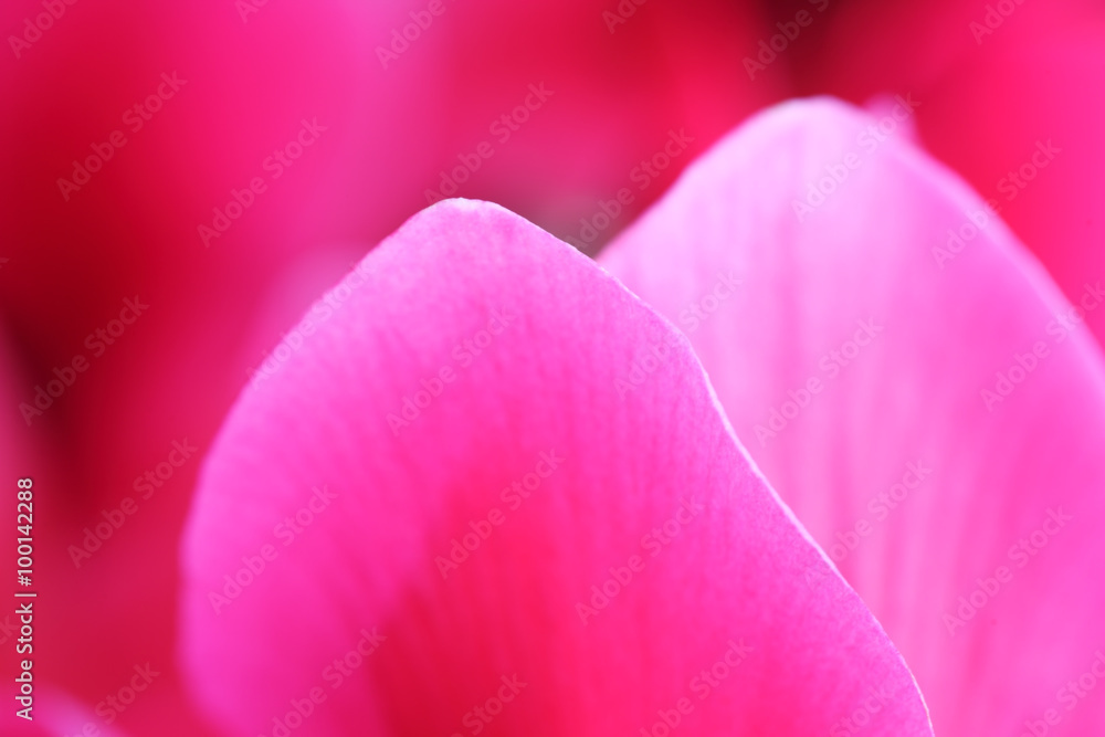 colorful cyclamen flower